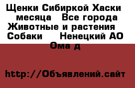 Щенки Сибиркой Хаски 2 месяца - Все города Животные и растения » Собаки   . Ненецкий АО,Ома д.